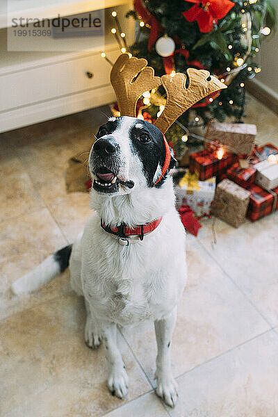 Gehorsamer Hund mit Rentierstirnband neben Weihnachtsbaum zu Hause