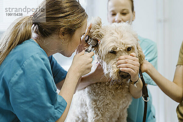 Weiblicher Tierarzt untersucht das Ohr des Labradoddle während der Routineuntersuchung in der Tierklinik