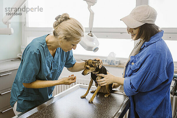 Reifer Tierarzt untersucht Hund auf Untersuchungstisch durch Besitzerin in der Klinik