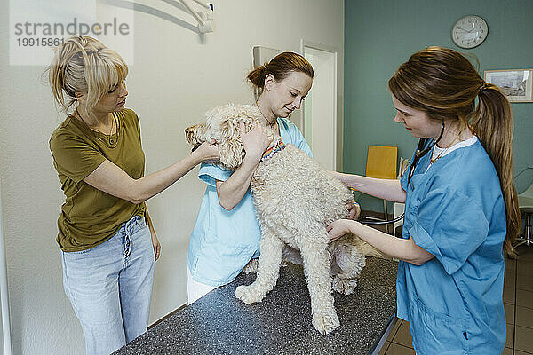 Tierärztin untersucht Labradoodle-Hund auf dem Untersuchungstisch  während Krankenschwester dem Besitzer in der Klinik hilft