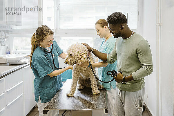 Lächelnde Tierärztin untersucht Labradoodle auf dem Untersuchungstisch in der medizinischen Klinik