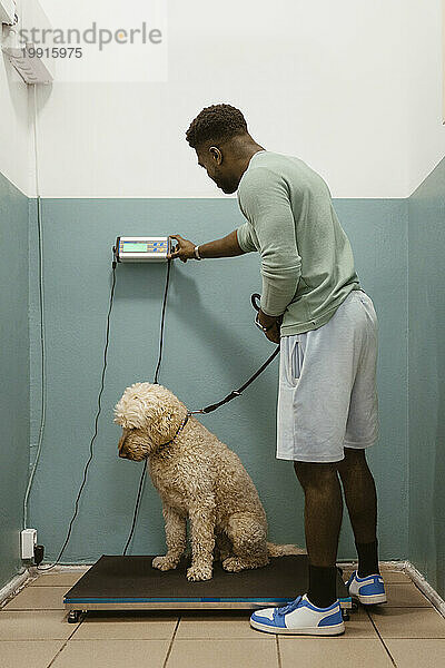 Young man standing by labradoodle on weight scale in medical clinic