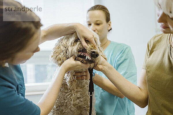 Tierärztin untersucht die Zahngesundheit von Hunden in einer medizinischen Klinik