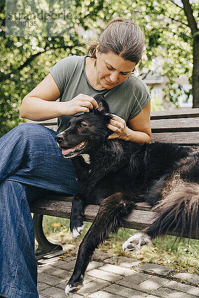 Reife Frau untersucht das Ohr eines Hundes  während sie auf einer Bank im Park sitzt