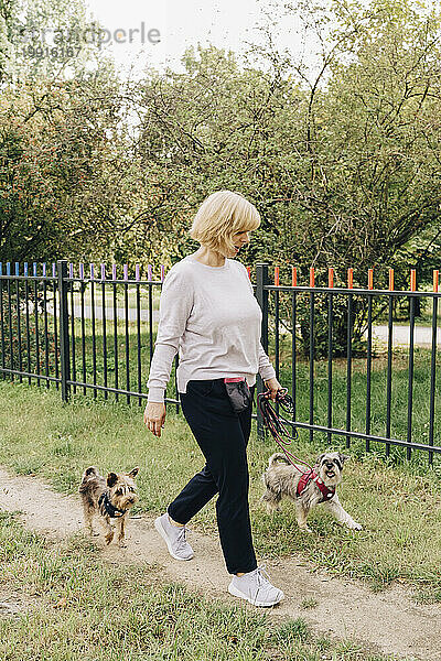 Reife Frau geht mit süßen Hunden im öffentlichen Park spazieren