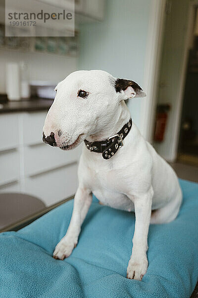 Weißer Bullterrier auf dem Tisch  der in der Tierklinik wegschaut