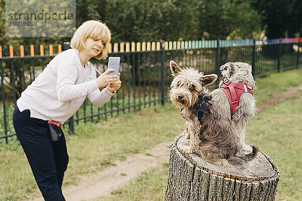 Reife Frau fotografiert Schnauzerhunde  die auf einem Baumstumpf im Park sitzen