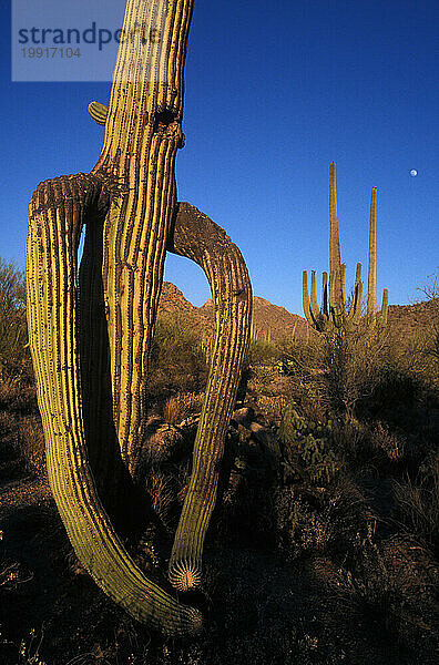 Saguaro-Nationalpark