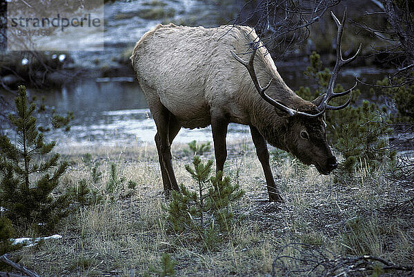 Yellowstone Nationalpark