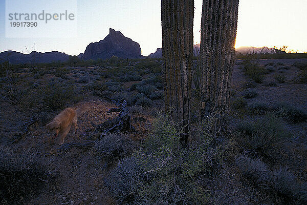 Arizona-Wüste