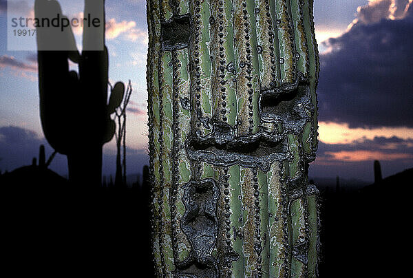 Saguaro-Nationalpark