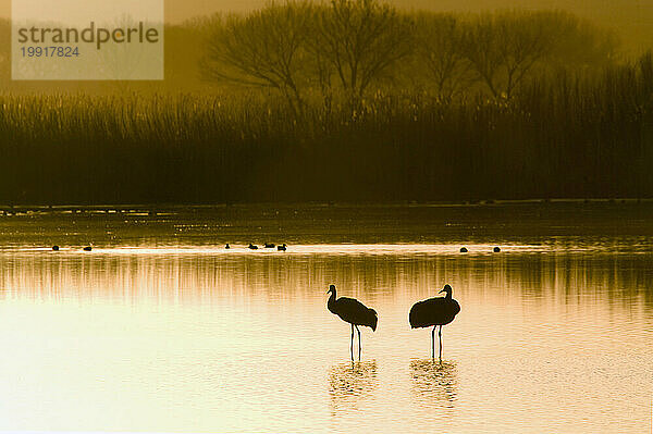 Kanadakraniche im Bosque del Apache National Wildlife Refuge in der Nähe von Socorro  New Mexico.