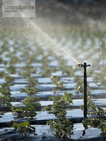 Ackerland wird mit Sprinklern in Santa Maria  Kalifornien  USA  bewässert