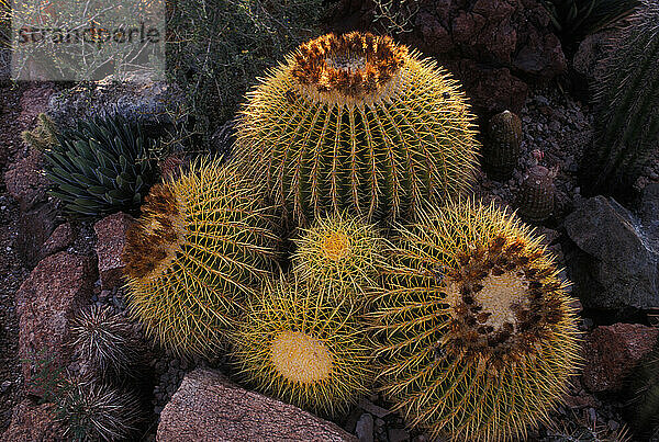 Tucson  Arizona