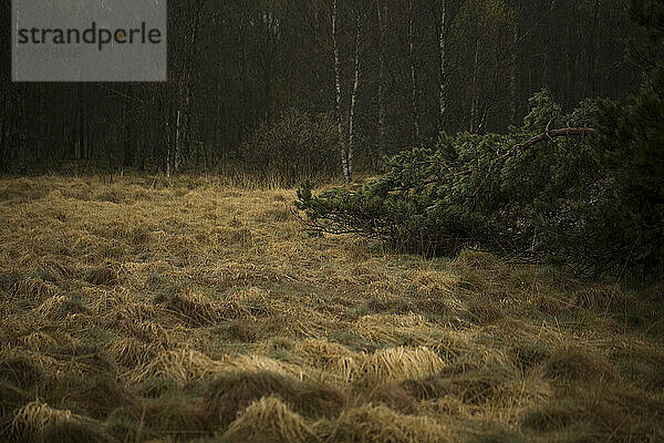 Umgestürzter Baum auf einer Moorwiese. Rhöngebirge  Deutschland