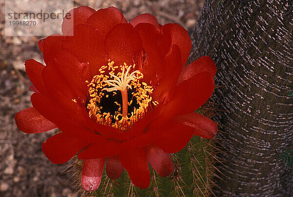 Tucson  Arizona