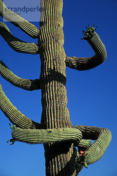 Saguaro-Nationalpark