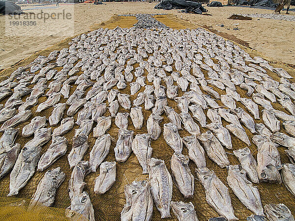 Fischer organisieren ihre Fische zum Trocknen in Netzen am Strand in Negombo  Sri Lanka.