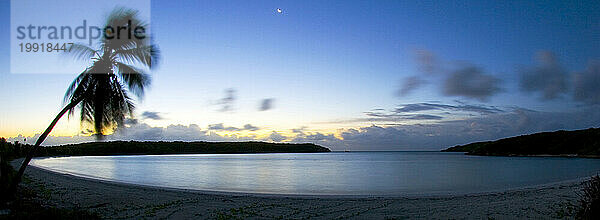 Silhouette einer Palme am Strand in Vieques  Puerto Rico.