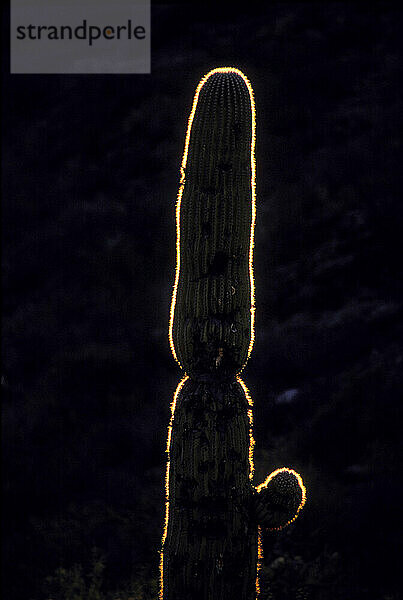 Saguaro-Nationalpark