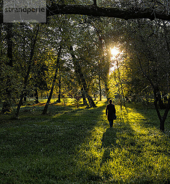 Silhouette einer Frau  die bei Sonnenuntergang im Park zwischen den Bäumen spaziert