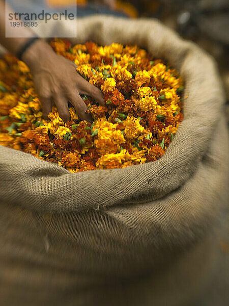 Die Hand einer Frau greift nach Blumen zum Verkauf auf dem Markt in Mysore  Karnataka  Indien