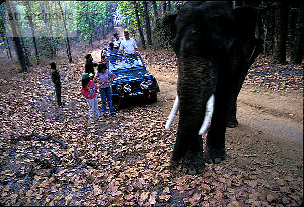 Kanha-Nationalpark  Indien