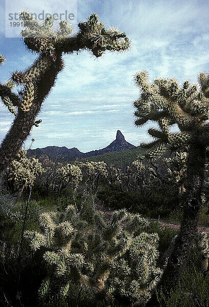 Arizona-Wüste