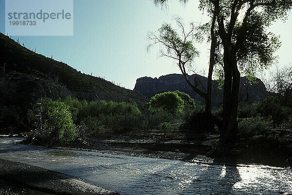 Arizona-Wüste