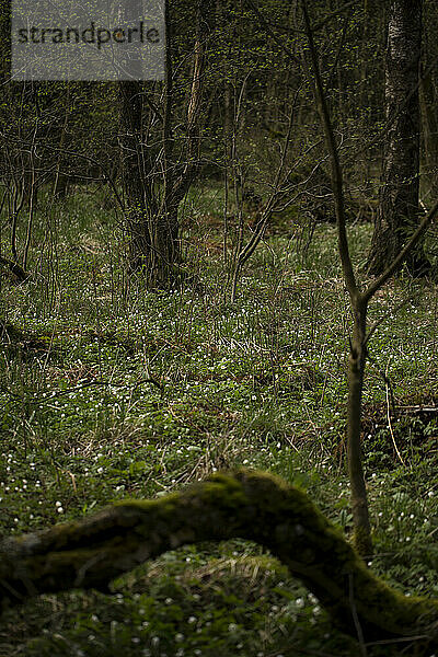 Waldboden bedeckt mit kleinen weißen Blumen. Rhöngebirge  Deutschland