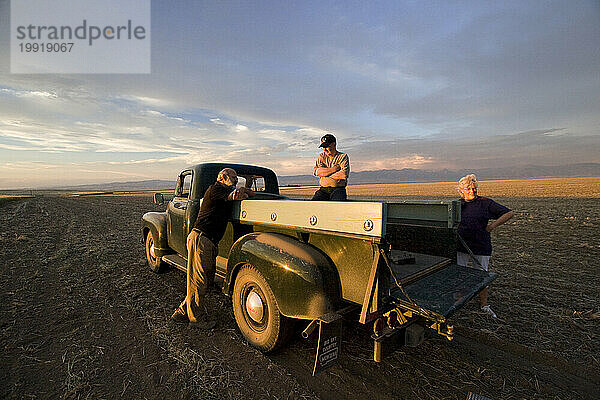 Drei Personen besuchen uns und genießen den Sonnenuntergang auf der Ladefläche eines Lastwagens aus dem Jahr 1959  der auf einem Feld auf einer Farm in Amsterdam  Montana  steht.