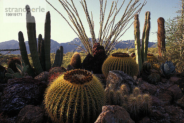 Tucson  Arizona