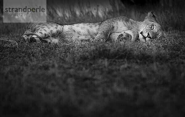 Löwin schläft auf dem Boden im Norden Kenias.