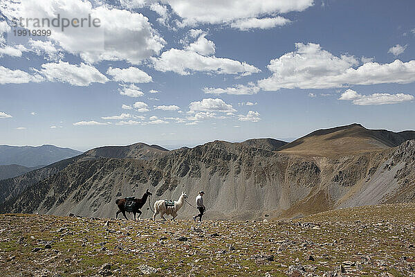 Eine Frau geht während einer Wanderung in New Mexico mit zwei Lamas spazieren.