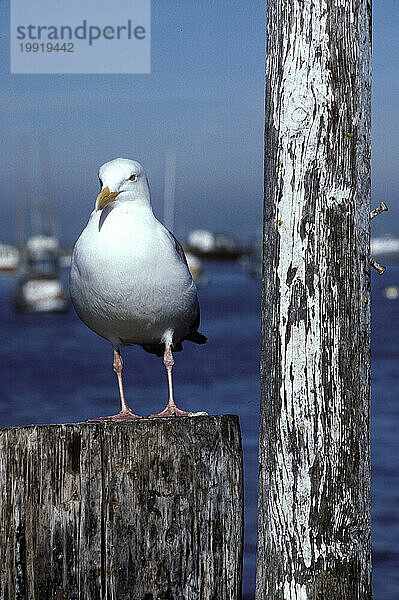 Monterey  Kalifornien