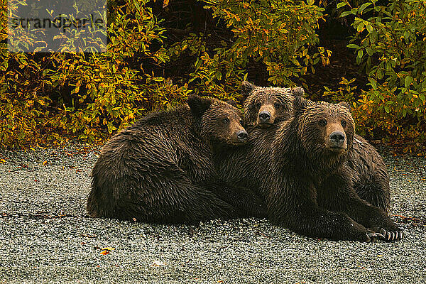 Sau und zwei Junge kuscheln am Ufer in Alaska