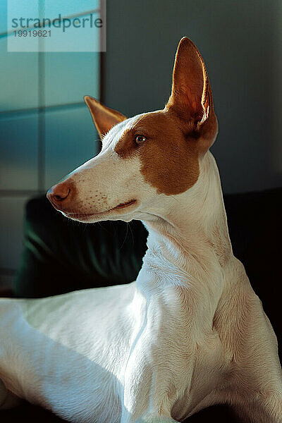 Podenco Ibicenco Hund (Ibizan Hound)  eleganter Windhund  Porträt.