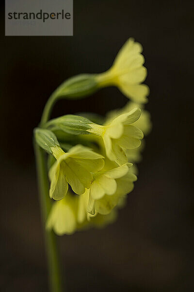 Kleine gelbe Blume in einem Wald. Rhöngebirge  Deutschland