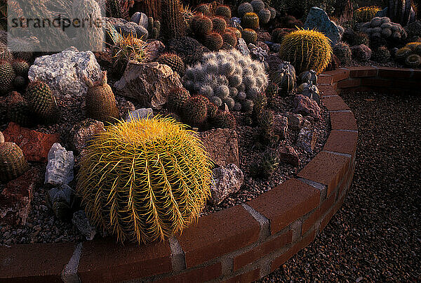 Tucson  Arizona