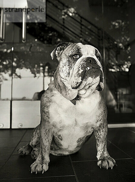 Sepiafarbene englische Bulldogge