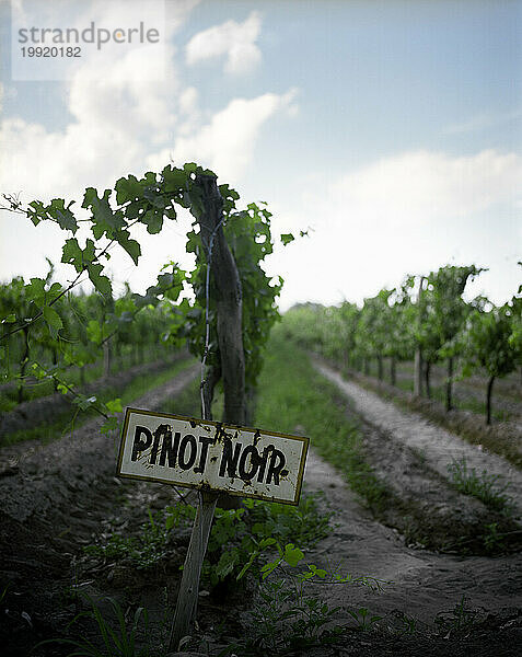 Ein Schild weist auf Weinreben als Rebsorte Pinot Noir hin.