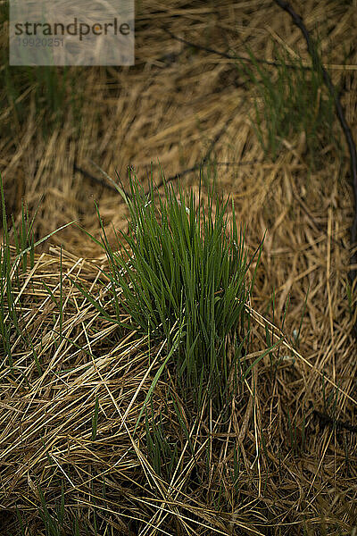 Frisches grünes Gras wächst durch verdorrtes Gras. Rhöngebirge  Deutschland