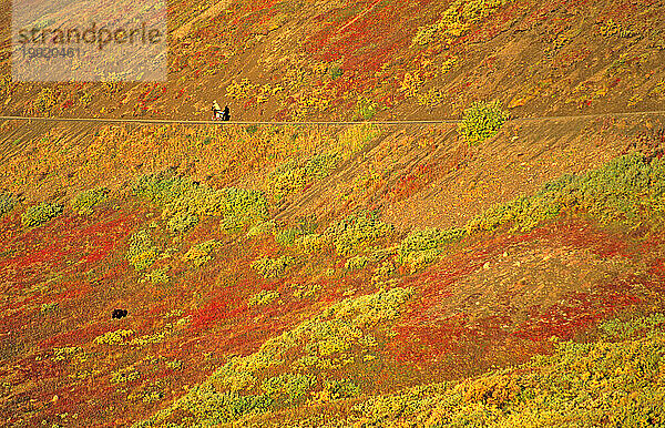 Grizzlybär und Mountainbiker  Denali-Nationalpark  Alaska