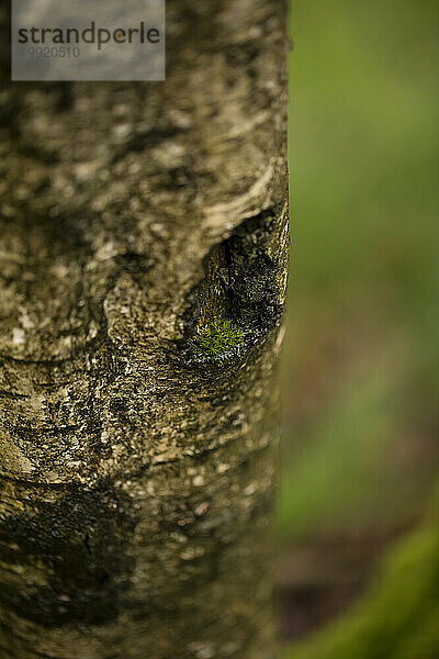 Ein kleiner Moosfleck in einem Loch in der Rinde eines Baumes. Rhöngebirge  Deutschland