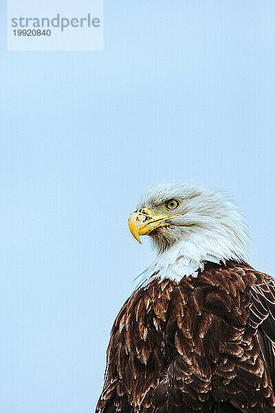 Ein Weißkopfseeadler blickt vor blauem Himmel nach vorn.