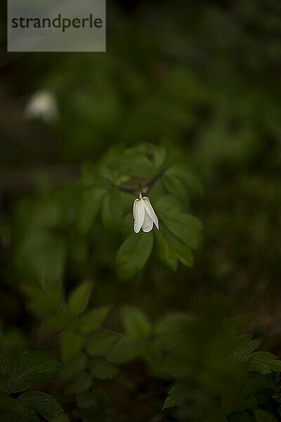 Kleine weiße Blume in einem Wald. Rhöngebirge  Deutschland