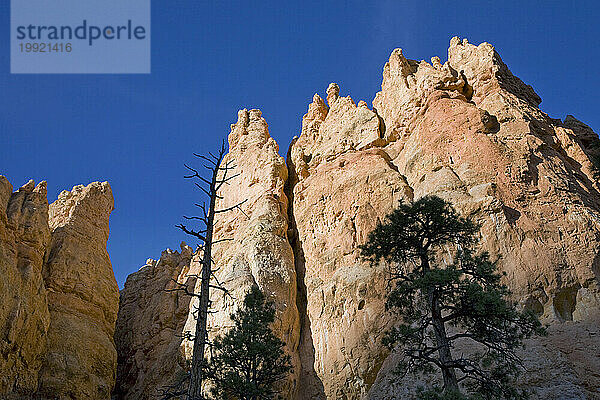 Formation entlang eines Weges im Bryce Amphitheatre im Bryce-Canyon-Nationalpark  Utah.