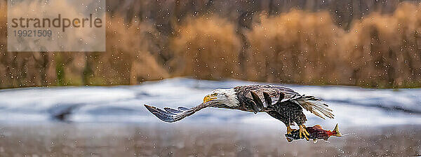 Amerikanischer Adler fliegt im Regen.