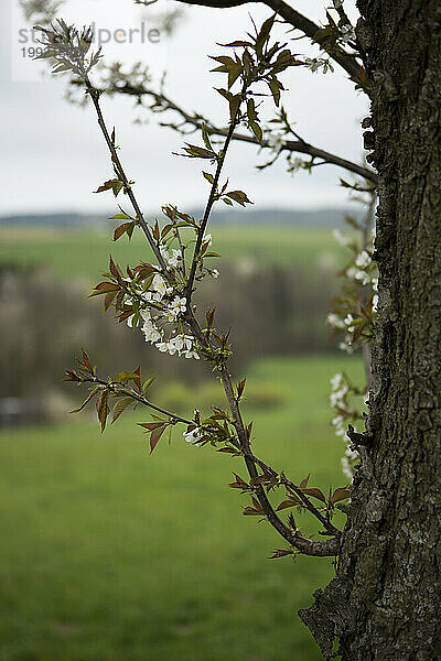 Weiße Blüten und junge Blätter eines Kirschbaums. Rhöngebirge  Deutschland