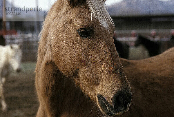 Rodeoschule